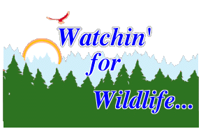 Watchin' for Wildlife...